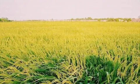 Giá lúa gạo hôm nay 11/6: giá gạo giảm nhẹ