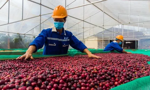 Giá cà phê hôm nay 11/6/2025: giá liên tục giảm, cà phê Việt triển vọng được mùa năm nay