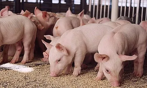 Giá heo hơi hôm nay 11/6: miền Nam giảm 1.000 đồng/kg tại một vài địa phương