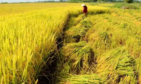 Giá lúa gạo hôm nay 12/6: lúa tươi và gạo xuất khẩu giảm mạnh