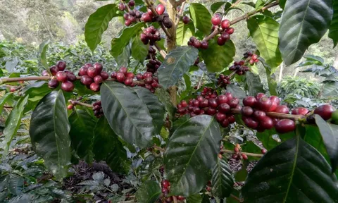 Giá cà phê hôm nay 13/6/2025: đồng USD yếu hỗ trợ Robusta tăng trở lại