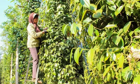 Giá tiêu hôm nay 13/6/2025: giá tiêu Indonesia liên tục tăng trong khi Việt Nam giảm, vì sao?