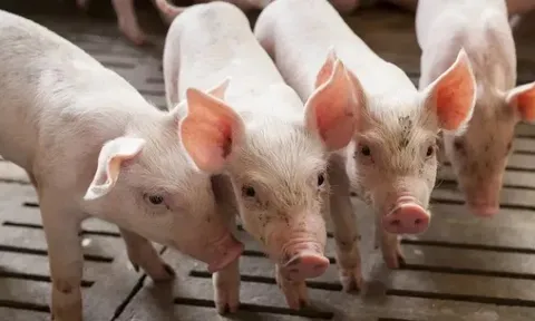 Giá heo hơi hôm nay 14/6: miền Trung và miền Nam giảm nhẹ