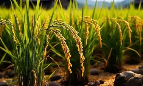 Giá lúa gạo hôm nay 14/6: giao dịch lúa khô chậm