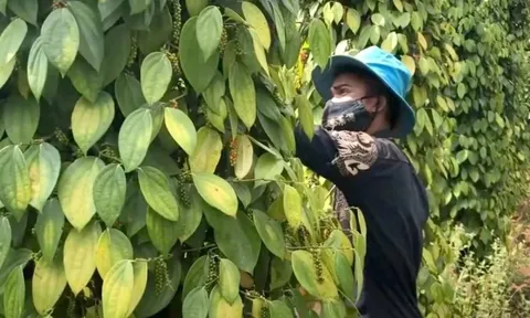 Giá tiêu hôm nay 14/6/2025: mối lo tiếp tục giảm khi Brazil và Indonesia thu hoạch