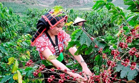 Giá cà phê hôm nay 16/6/2025: nhận định giá cà phê tuần này, liệu có thủng đáy?