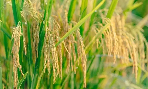 Giá lúa gạo hôm nay 17/6: giá gạo tăng nhẹ