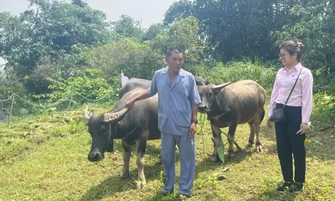 Hòa Bình: “tiếp sức” cho người dân phát triển kinh tế