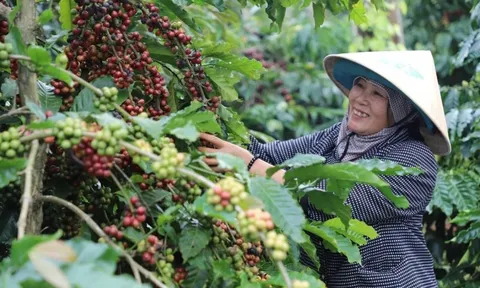 Giá cà phê hôm nay 24/6/2025: tăng mạnh đầu tuần, Robusta thêm tới 100 USD
