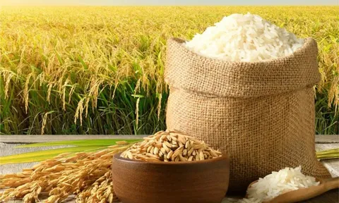 Giá lúa gạo hôm nay 24/6: giá gạo thơm neo cao