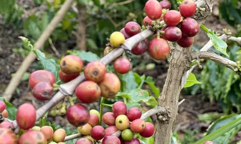 Giá cà phê hôm nay 25/6/2025: đầu cơ bán tháo, Robusta thấp nhất hơn 1 năm qua