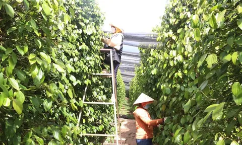 Giá tiêu hôm nay 25/6/2025: diễn biến trái chiều, giá tiêu xuất khẩu Indonesia vẫn tăng