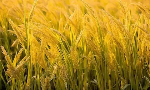 Giá lúa gạo hôm nay 25/6: lúa tăng, gạo xuất khẩu giảm