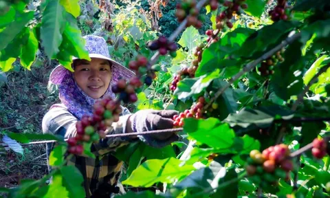 Giá cà phê hôm nay 26/6/2025: đồng USD suy yếu không thể cứu giá cà phê