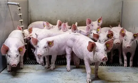 Giá heo hơi hôm nay 26/6: các tỉnh phía Nam tiếp tục giảm nhẹ 1.000 đồng/kg