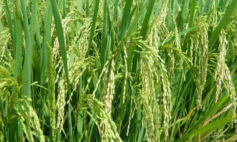 Giá lúa gạo hôm nay 26/6: gạo xuất khẩu giảm mạnh