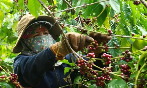 Giá cà phê hôm nay 27/6/2025: quay đầu tăng sau 2 ngày giảm mạnh