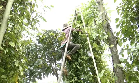 Giá tiêu hôm nay 27/6/2025: tăng 2 ngày liên tiếp, tiến sát mốc 130.000 đồng/kg.