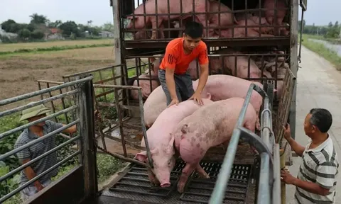 Giá heo hơi hôm nay 27/6: Bình Định là địa phương có giá thấp 67.000 đồng/kg