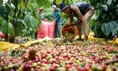 Giá cà phê hôm nay 28/6/2025: bị Arabica dìm chân, 2 sàn cùng giảm phiên cuối tuần