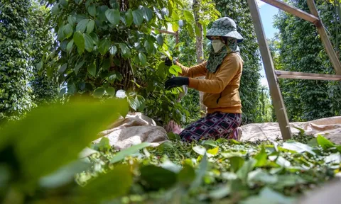 Giá tiêu hôm nay 28/6/2025: tăng 3 ngày liên tiếp, Gia Lai thêm 1.000 đồng/kg