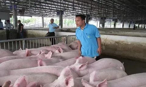 Giá heo hơi hôm nay 30/6: miền Trung và miền Nam giảm nhẹ