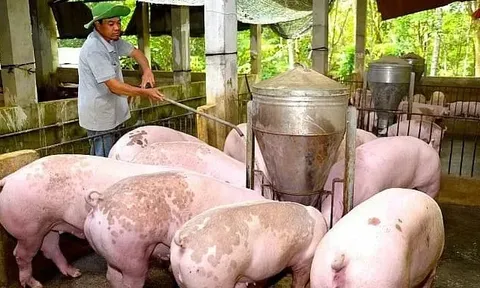 Giá heo hơi hôm nay 1/7: miền Trung và miền Nam tiếp tục giảm