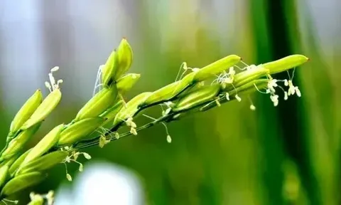 Giá lúa gạo hôm nay 1/7: lúa tươi vững giá