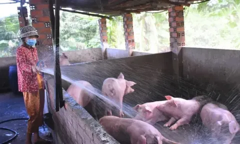 Giá heo hơi hôm nay 2/7: cả 3 miền giảm 1.000 đồng/kg