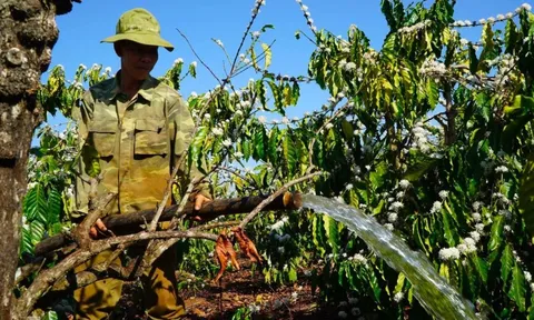 Giá cà phê hôm nay 2/7/2025: 2 sàn trái chiều, Robusta phục hồi nhờ đồng USD giảm