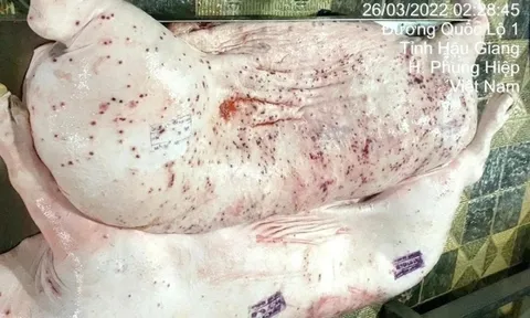 Không khởi tố vụ tố giác C.P. Việt Nam bán thịt heo bệnh