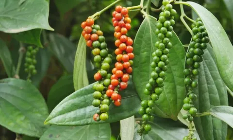 Giá tiêu hôm nay 3/7/2025: tăng liền 3 ngày, giá tiêu trong nước tiến sát mốc 150.000 đồng/kg