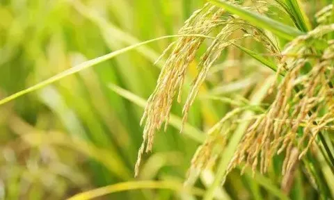 Giá lúa gạo hôm nay 4/7: lúa tươi tiếp đà tăng