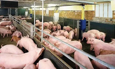 Giá heo hơi hôm nay 4/7: tiếp đà giảm 1.000 đồng/kg tại miền Trung và miền Nam