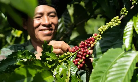 Giá cà phê hôm nay 4/7/2025: Robusta tăng, Arabica giảm trước kỳ nghỉ Quốc khánh Mỹ