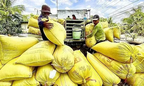 Giá lúa gạo hôm nay 5/7: giao dịch lúa khô chậm
