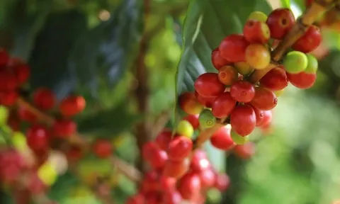 Giá cà phê hôm nay 5/7/2025: Robusta tăng liền 2 ngày cuối tuần
