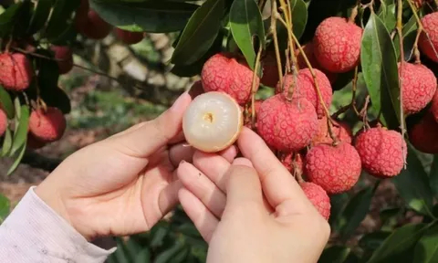 5 trái cây có đặc tính nóng nên tránh hoặc hạn chế ăn trong mùa hè