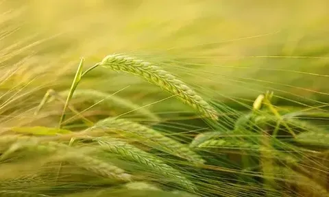 Giá lúa gạo hôm nay 7/7: giao dịch lúa Hè Thu lai rai