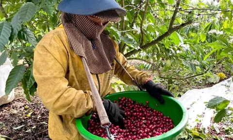 Giá cà phê hôm nay 7/7/2025: nhận định cà phê tuần này, Robusta sáng cửa tăng