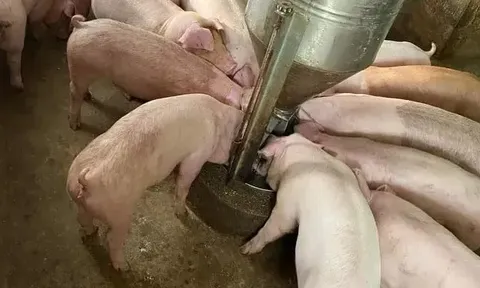 Giá heo hơi hôm nay 7/7: tại An Giang giảm 1.000 đồng/kg