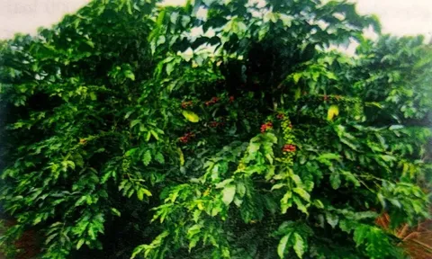 Giá cà phê hôm nay 8/7/2025: tổng hoà nguyên nhân đẩy cà phê giảm mạnh đầu tuần