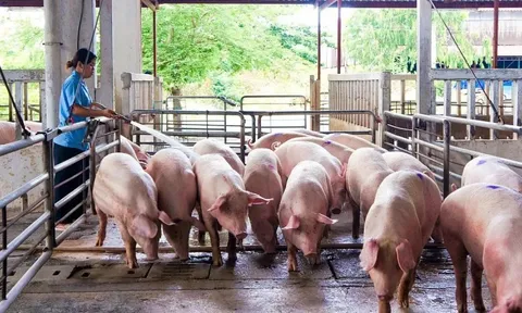 Giá heo hơi hôm nay 8/7: miền Nam giảm nhẹ 1.000 đồng/kg