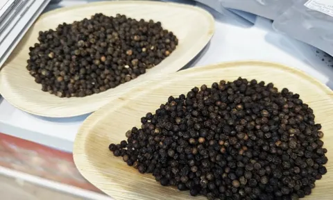 Giá tiêu hôm nay 8/7/2025: tăng trở lại, đồng loạt vượt mốc 140.000 đồng/kg