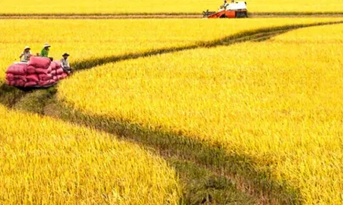 Giá lúa gạo hôm nay 9/7: tăng giảm trái chiều