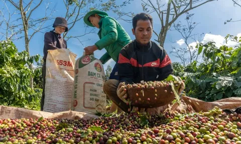 Giá cà phê hôm nay 9/7/2025: 2 sàn cùng tăng, Arabica phục hồi kéo theo Robusta