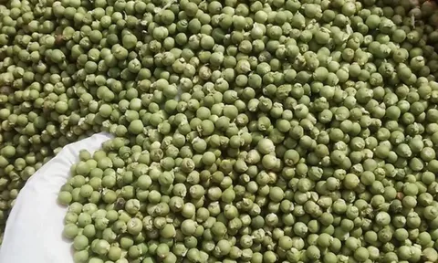 Giá tiêu hôm nay 9/7/2025: nguồn cung khó, Việt Nam nhập khẩu tăng gấp đôi hồ tiêu Brazil