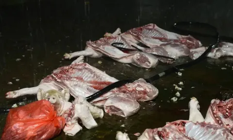 Triệt phá đường dây giết mổ, tiêu thụ thịt lợn nhiễm bệnh quy mô "khủng" ở Hà Nội