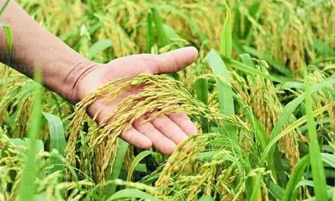 Giá lúa gạo hôm nay 12/7: giao dịch lúa tươi khởi sắc
