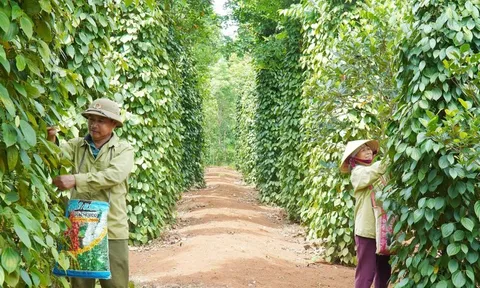 Giá tiêu hôm nay 12/7/2025: diễn biến trái chiều của giá tiêu các nước trong tuần